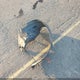 2HGES165X4H524803 2004 Honda Civic Lx auction photo thumbnail 18