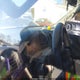 1N6AD0EVXCC427506 2012 Nissan Frontier Pro-4X auction photo thumbnail 15