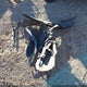 5J6RM3H55EL020886 2014 Honda Cr-V Ex auction photo thumbnail 12