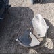 5NTJDDDF4RH121601 2024 Hyundai Santa Cruz Xrt auction photo thumbnail 12