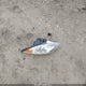 5NPEB4AC3DH720675 2013 Hyundai Sonata Gls auction photo thumbnail 12