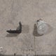 3C4PDCBG1HT676728 2017 Dodge Journey Sxt auction photo thumbnail 12