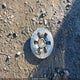 3GCNAAEK5SG130549 2025 Chevrolet Silverado 1500 2Wd Standard Bed Wt auction photo thumbnail 12