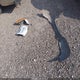 1FTYR10C9XUA57003 1999 Ford Ranger Xl/Xlt auction photo thumbnail 11