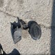 3N1CN8EV7ML808679 2021 Nissan Versa Sv Xtronic Cvt auction photo thumbnail 12