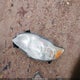 2T1BU4EE9DC981997 2013 Toyota Corolla Le auction photo thumbnail 12