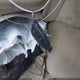 JTHBN36F355004558 2005 Lexus Ls 430 auction photo thumbnail 11