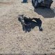 2GCEK13C681321861 2008 Chevrolet Silverado 1500 Ls auction photo thumbnail 12