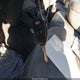 1D7HA18N08J167296 2008 Dodge Ram 1500 Slt auction photo thumbnail 11