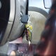 5FNRL38895B132872 2005 Honda Odyssey Touring auction photo thumbnail 11