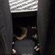 YV1672MK1C2281063 2012 Volvo C30 T5/T5 Platinum/T5 Premier Plus/T5 R-Design/T5 R-Design Platinum/T5 R-Design Premier Plus auction photo thumbnail 6