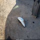1FMCU9G91GUA69675 2016 Ford Escape Se auction photo thumbnail 12