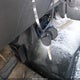 1GCEC14X43Z115680 2003 Chevrolet Silverado 1500 Work Truck auction photo thumbnail 11