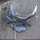 19XFB2F82FE057751 2015 Honda Civic Ex auction photo thumbnail 12