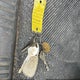1HTMMAAL6DH355897 2013 International 4000 4300 auction photo thumbnail 11
