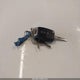 KNDPM3AC1H7088444 2017 Kia Sportage Lx auction photo thumbnail 11