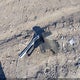 1C4NJPFA5ED928849 2014 Jeep Patriot High Altitude auction photo thumbnail 12