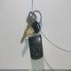 1MELM62W7VH624858 1997 Mercury Cougar Xr7 auction photo thumbnail 11