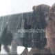KNDNB4H30R6425296 2024 Kia Carnival Mpv Lx Seat Package auction photo thumbnail 9