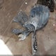 2HGFE2F24RH530353 2024 Honda Civic Lx auction photo thumbnail 12