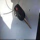 1FMCU59H88KA47490 2008 Ford Escape Hybrid auction photo thumbnail 11