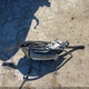 3VW7X7BU0SM052423 2025 Volkswagen Jetta 1.5T Se auction photo thumbnail 12