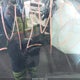 2D8HN54XX9R703988 2009 Dodge Grand Caravan Sxt auction photo thumbnail 5