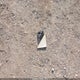 1FADP3F24GL241307 2016 Ford Focus Se auction photo thumbnail 12