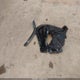 JTMP1RFVXLJ028647 2020 Toyota Rav4 Xle auction photo thumbnail 12