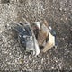 3N1AB8DV0SY351750 2025 Nissan Sentra Sr auction photo thumbnail 12