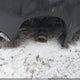 3GCUYDED9LG177742 2020 Chevrolet Silverado 1500 4Wd Short Bed Lt auction photo thumbnail 6