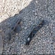 1N4AL3AP1HC140759 2017 Nissan Altima 2.5 Sl auction photo thumbnail 12