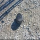 5N1BT3BA1TC750903 2026 Nissan Rogue Sv auction photo thumbnail 11