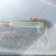 1C4RDJDG9GC308673 2016 Dodge Durango Limited auction photo thumbnail 9