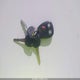 2GCEC19Z961276131 2006 Chevrolet Silverado 1500 Lt1 auction photo thumbnail 11