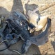 1HGCP26448A033489 2008 Honda Accord 2.4 Lx-P auction photo thumbnail 12