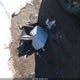 5YFBURHE2KP858645 2019 Toyota Corolla Le auction photo thumbnail 12