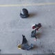 JH2PC37056M304172 2006 Honda Cbr600 Rr auction photo thumbnail 11