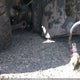 5NPEC4AB4EH809354 2014 Hyundai Sonata Se 2.0T auction photo thumbnail 12