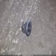 3FA6P0H95DR154157 2013 Ford Fusion Se auction photo thumbnail 12