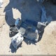5TBET34166S527508 2006 Toyota Tundra Sr5 V8 auction photo thumbnail 12