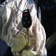 3N1CN7AP9GL890906 2016 Nissan Versa 1.6 Sv auction photo thumbnail 11