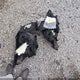 5NMS4DAL2PH495888 2023 Hyundai Santa Fe Limited auction photo thumbnail 12