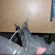 1J8GL48KX3W655585 2003 Jeep Liberty Sport auction photo thumbnail 11