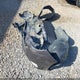 4T1BF1FK8HU746993 2017 Toyota Camry Xle auction photo thumbnail 19