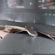 JT3HN86R810359014 2001 Toyota 4Runner Sr5 V6 auction photo thumbnail 11