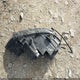 1D7KS28C76J138883 2006 Dodge Ram 2500 Slt/Trx4 Off Road/Sport/Power Wagon auction photo thumbnail 11