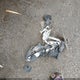 1FMCU9G94HUA01209 2017 Ford Escape Se auction photo thumbnail 12