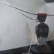 5S3ET13S662803550 2006 Saab 9-7X 4.2I auction photo thumbnail 11