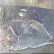 1FAHP2F83HG108421 2017 Ford Taurus Limited auction photo thumbnail 18
